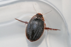 Acilius canaliculatus