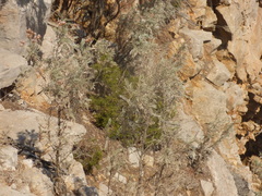 Anthyllis barba-jovis