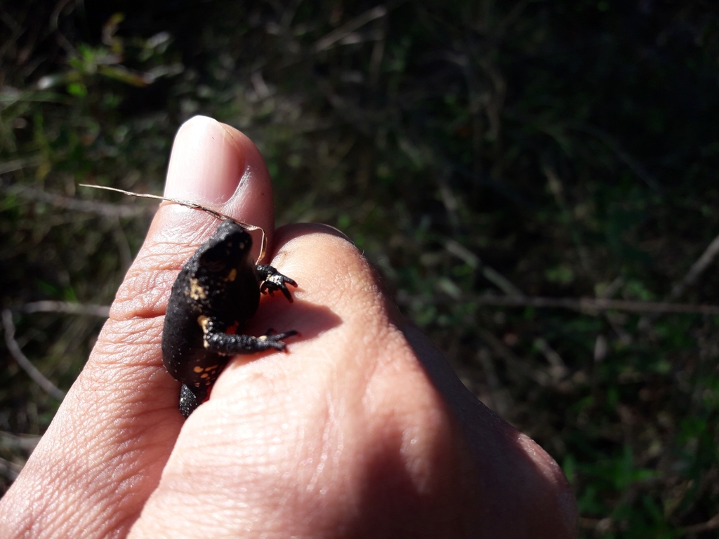 Melanophryniscus cupreuscapularis