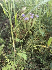 Phacelia congesta