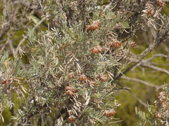 Anthyllis barba-jovis