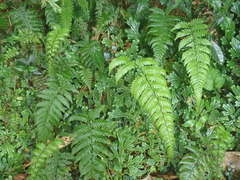 Metathelypteris uraiensis