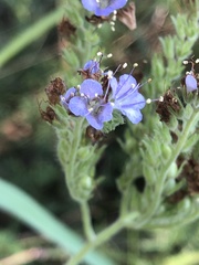 Phacelia congesta