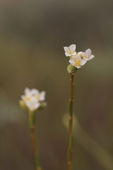 Lachnaea capitata
