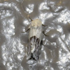 Ponometia elegantula