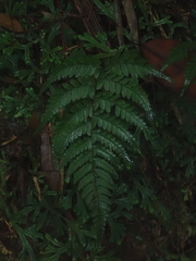 Athyrium arisanense