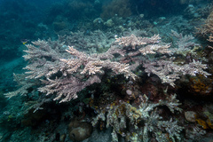 Acropora florida