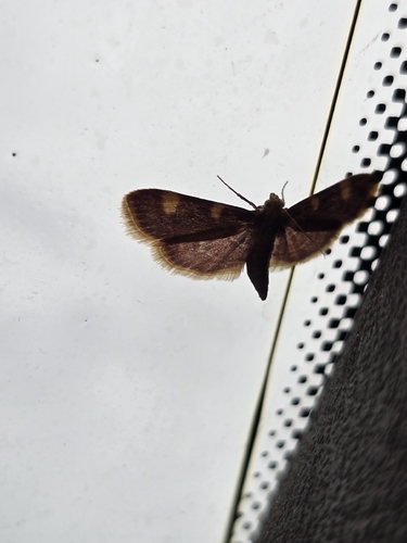 Clover Hayworm Moth