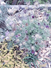 Pulsatilla vulgaris