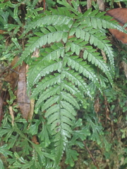 Athyrium arisanense