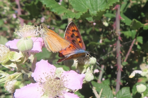 Purple-shot Copper