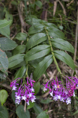 Epidendrum porphyreum