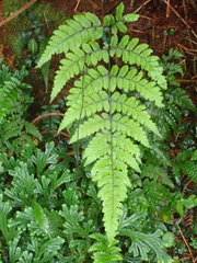 Athyrium arisanense