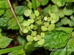 Chrysosplenium formosanum