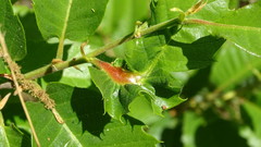 Dryocosmus kuriphilus