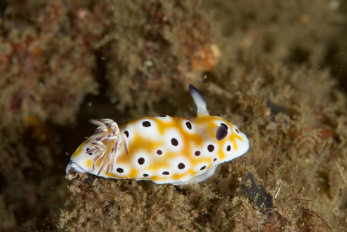 Goniobranchus cavae