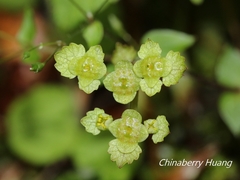 Chrysosplenium formosanum