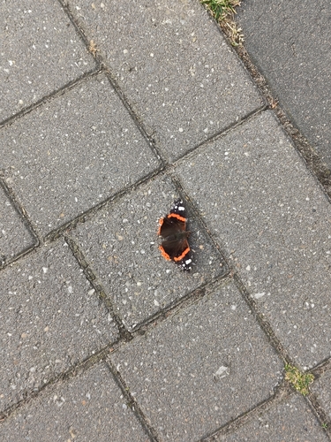Red Admiral