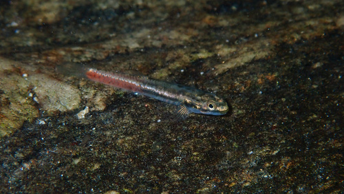 Sicyopus observed 2026-07-05