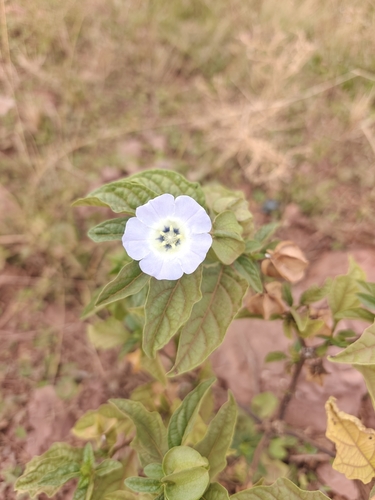 apple-of-Peru