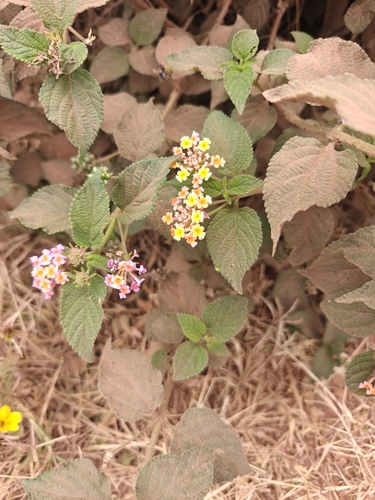 common lantana