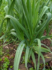 Allium porrum