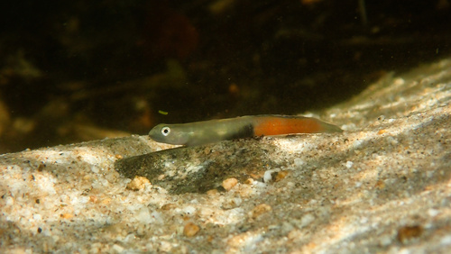 Sicyopus observed 2026-07-05