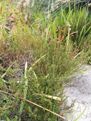Cliffortia ericifolia