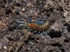 Scolopendra dalmatica