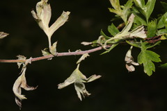 Podosphaera clandestina