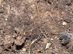 Scolopendra dalmatica
