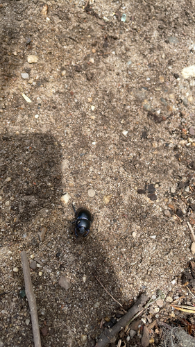Springtime Dung Beetle, Apeldoornseweg, Arnhem, Gelderland, NL, photo 8 of 10