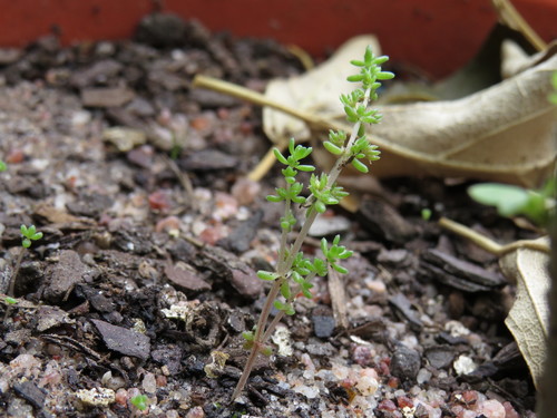 Image of Thunbergs Stonecrop (Crassula thunbergiana) by (c) Jeremy Gilmore, some rights reserved (CC BY)