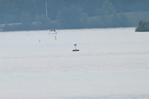 Brown Pelican photographed in Ohio
