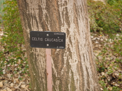 Celtis caucasica