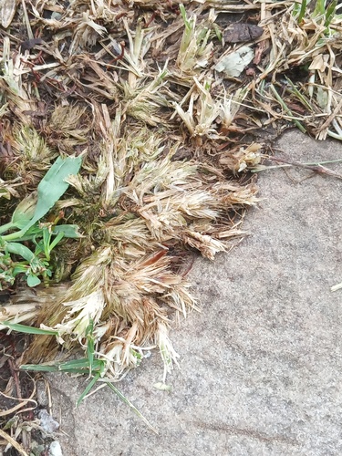 Sclerochloa dura, 2026-07-04