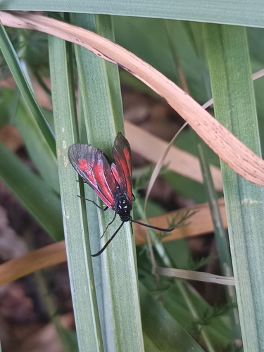Zygaena osterodensis