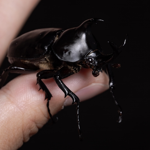 Allomyrina davidis