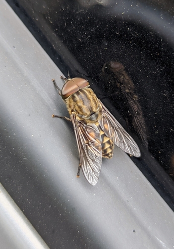 Large Marsh Horse Fly