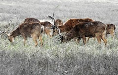 Rucervus duvaucelii branderi