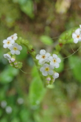 Trigonotis formosana