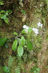 Trigonotis formosana