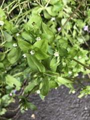 Stellaria neglecta