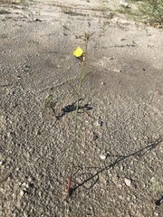 Eulobus californicus