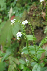 Trigonotis formosana