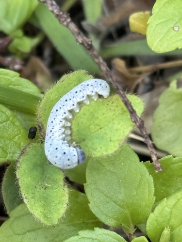 iNaturalist observation photo of Abia americana