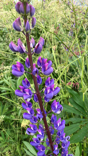 Large-leaved lupine