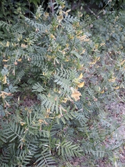 Vicia grandiflora