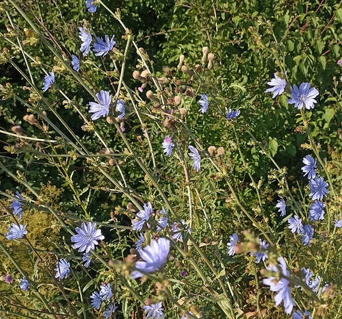 chicory