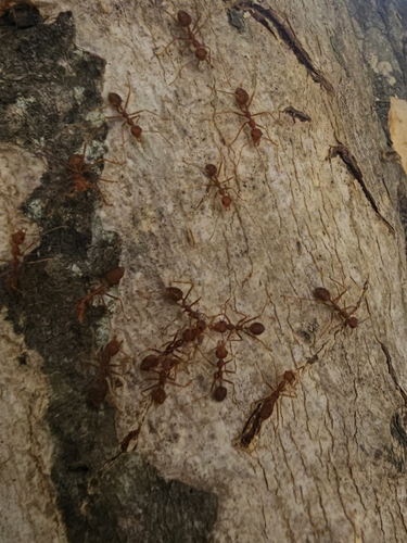 Asian Weaver Ant